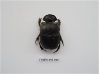 藏品(大黑糞金龜)的圖片